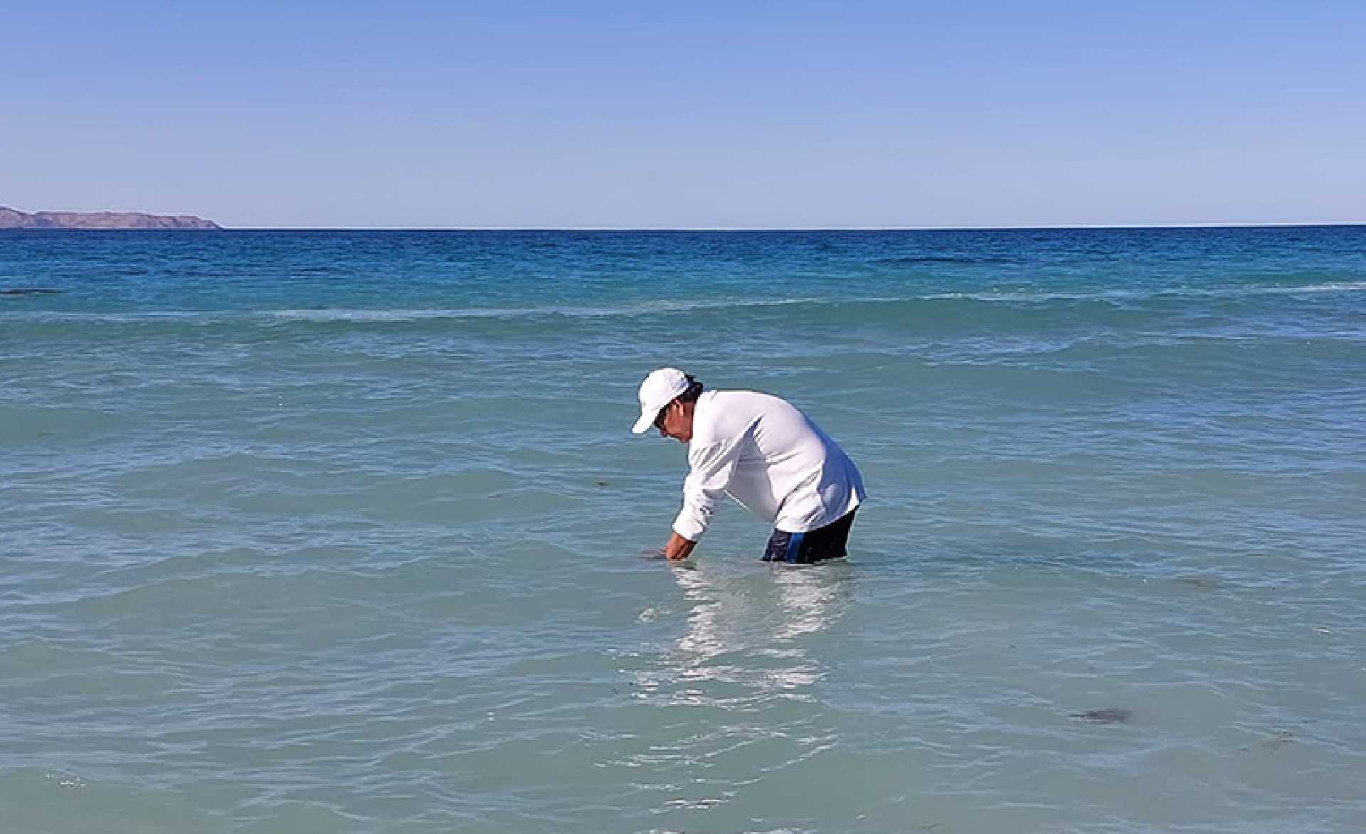 EL AGUA DE MAR DE PLAYA TECOLOTE ESTÁ EN CONDICIONES SANITARIAS ÓPTIMAS PARA USO RECREATIVO: COEPRIS