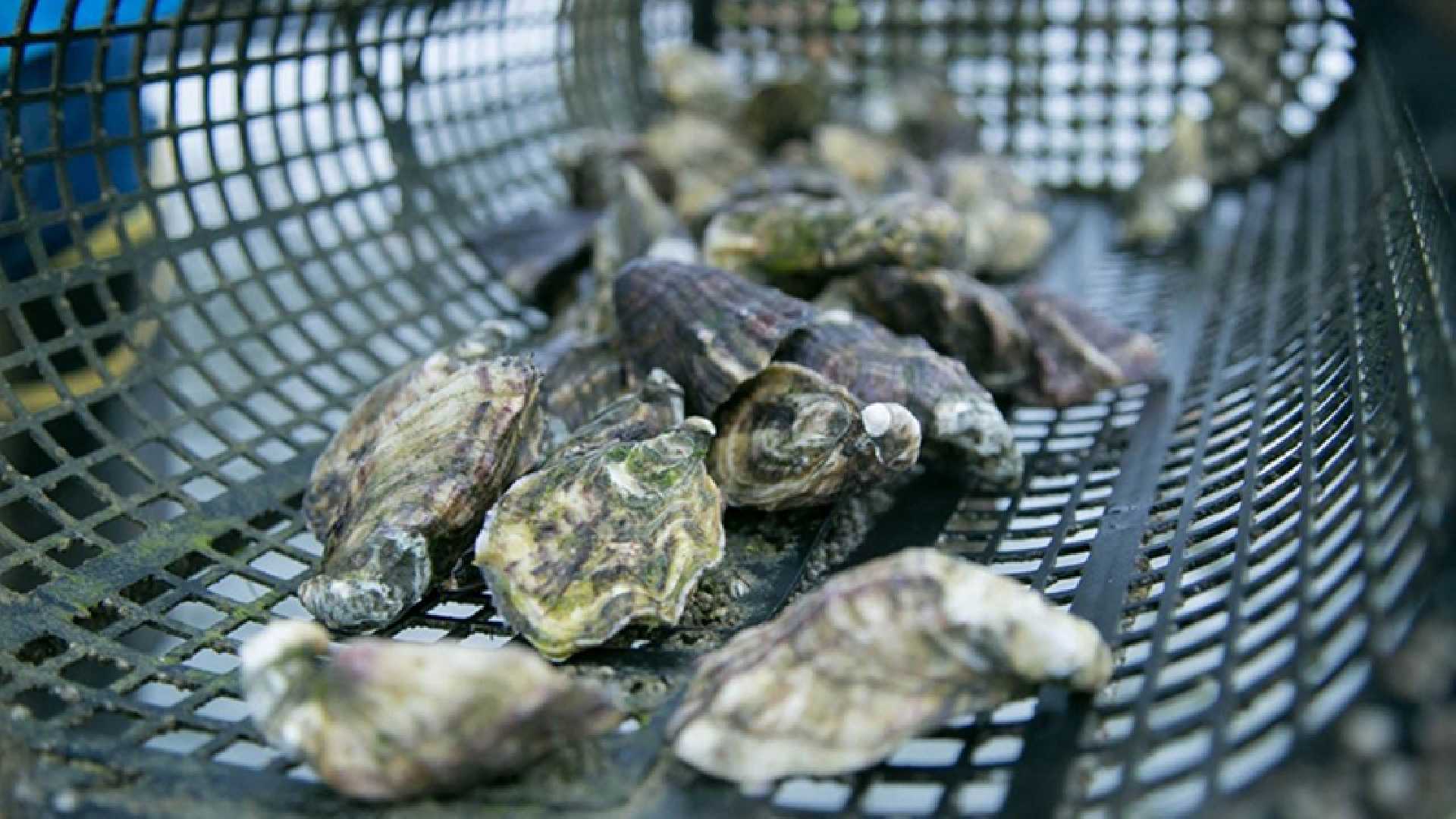 AUTORIZA COEPRIS QUE SE REANUDE LA EXTRACCIÓN DE MOLUSCOS BIVALVOS EN PUERTO ADOLFO LÓPEZ MATEOS