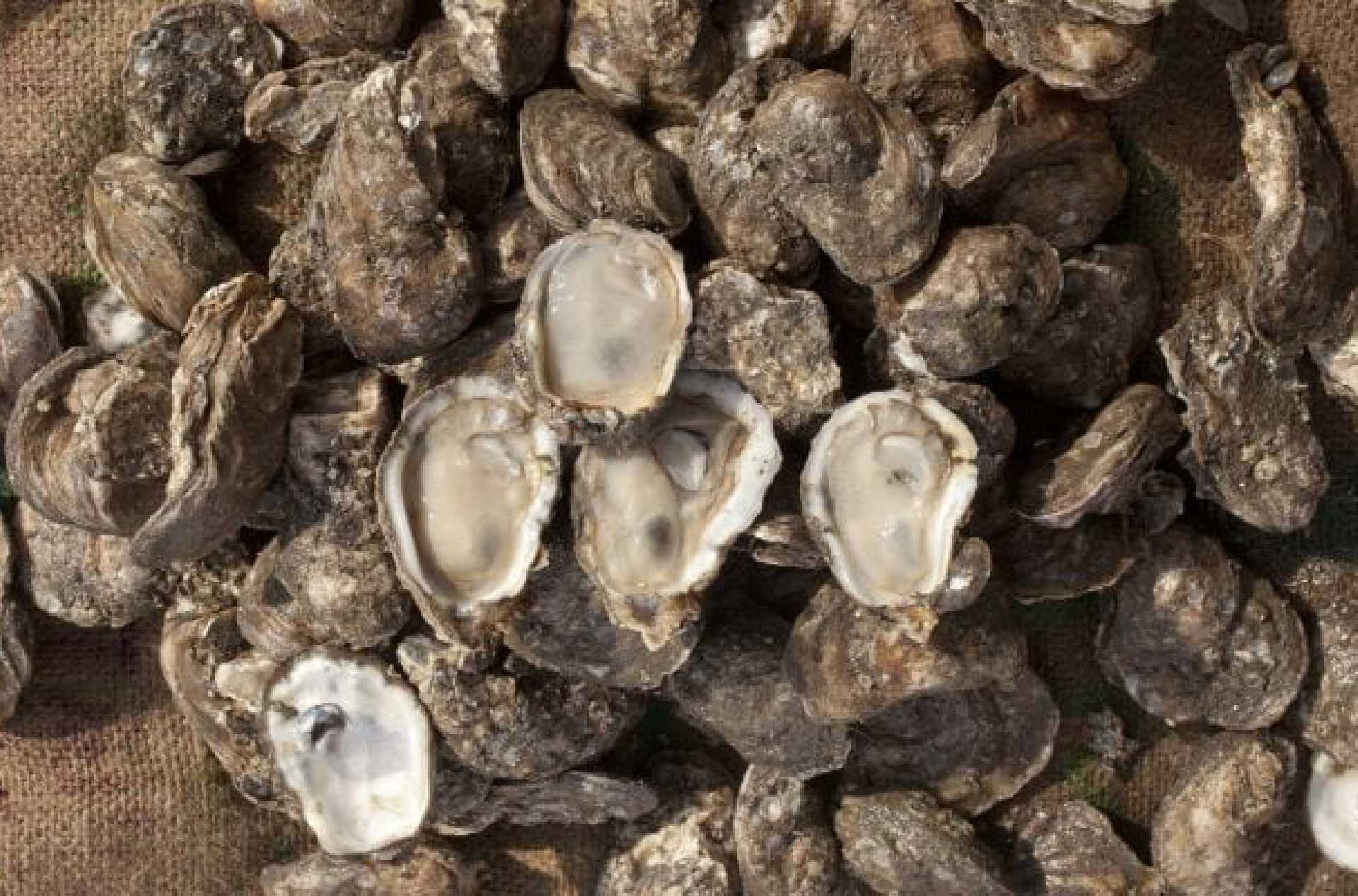 AUTORIZA COEPRIS QUE SE RETOME LA EXTRACCIÓN DE MOLUSCOS BIVALVOS ÁREAS DE MULEGÉ