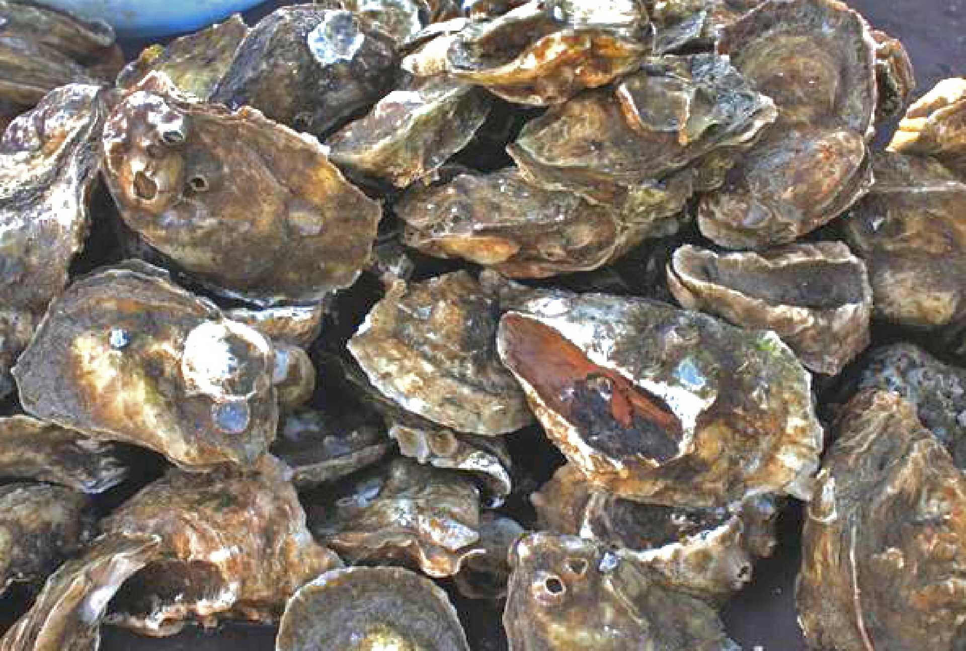 AUTORIZA COEPRIS QUE SE RESTABLEZCA LA EXTRACCIÓN DE MOLUSCOS BIVALVOS EN EL ESTERO EL COYOTE