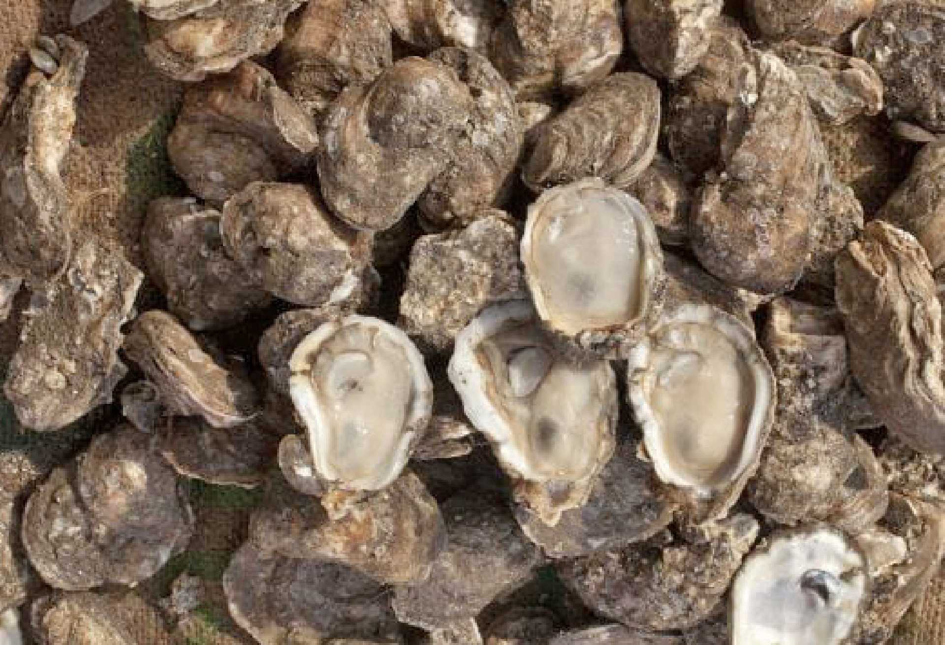 COEPRIS CIERRA PRECAUTORIAMENTE LA EXTRACCIÓN DE MOLUSCOS BIVALVOS EN ESTEROS EL COYOTE Y LA BOCANA