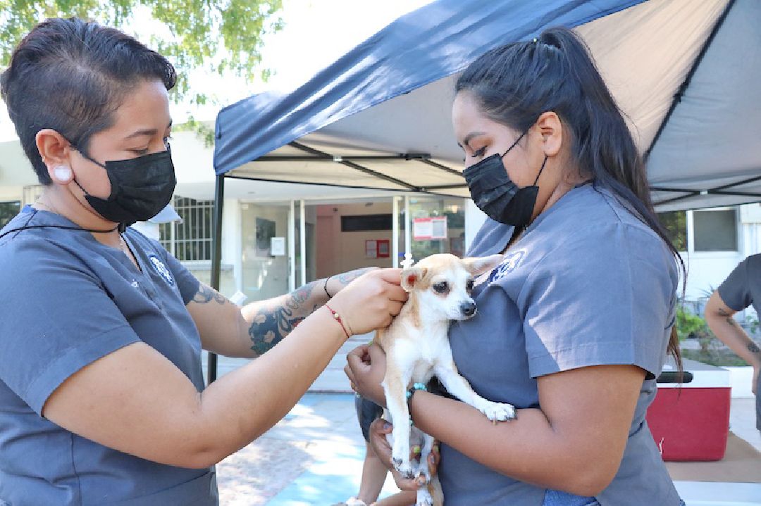 ESTABLECERÁ SALUD ESTATAL MÓDULOS DE VACUNACIÓN ANTIRRÁBICA EN LA PAZ