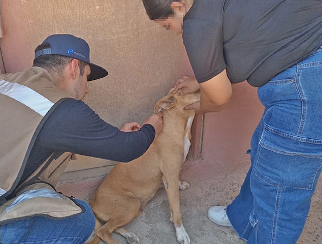 REALIZA GOBIERNO ESTATAL JORNADAS DE VACUNACIÓN ANTIRRÁBICA CANINA Y FELINA EN MULEGÉ