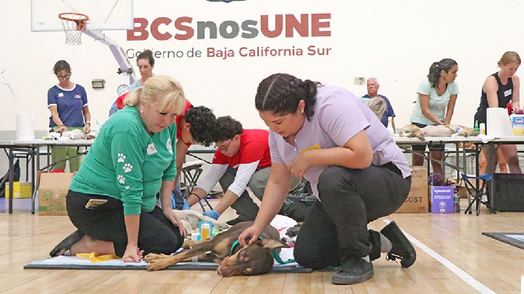 UN TOTAL DE 561 MASCOTAS ESTERILIZÓ SECRETARÍA DE SALUD DURANTE JORNADA GRATUITA