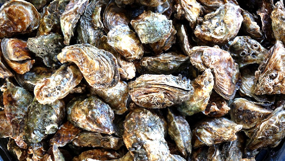 COEPRIS CIERRA PRECAUTORIOMENTE LA EXTRACCIÓN DE MOLUSCOS BIVALVOS EN ESTEROS LA BOCANA Y EL COYOTE